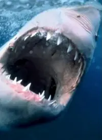 《海洋捕食者》震撼呈现：探索深海霸主生存法则，见证自然残酷之美！